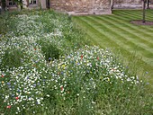 Wildflower meadow