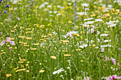 flower meadow