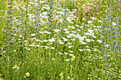 Flower meadow