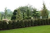 topiary