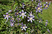 Clematis, hellblau