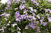 Clematis, lila