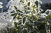 Cherry laurel with hoarfrost