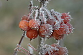 Malus 'Pomzai'