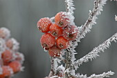 Malus 'Pomzai