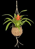 Guzmania, orange