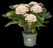 Hydrangea 'Magical'® Four Seasons, pink