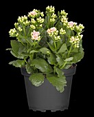 Kalanchoe blossfeldiana 'Calandiva'®, pink