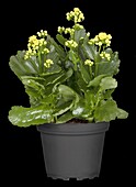 Kalanchoe blossfeldiana 'Calandiva'®, gelb