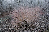 Wood with hoar frost