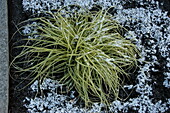 Carex morrowii 'Aureovariegata