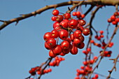 Malus 'Robinson'