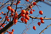 Malus 'Velvet Pillar'