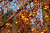 Malus 'Coccinella'®