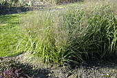 Eragrostis trichodes 'Bend'