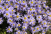 Aster amellus 'September Glory'