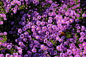 Aster dumosus 'Kassel', Germany