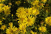 Chrysopsis villosa 'Golden Sunnyshine'