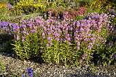 Physostegia virginiana 'Vivid'