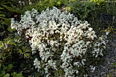 Saxifraga cortusifolia var fortunei 'Rubifolia'