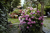 Gartenansicht mit Hortensien