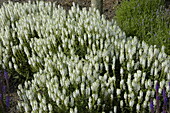 Salvia nemorosa 'Snow Hill