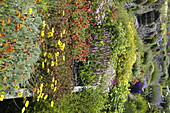 Terrace garden with perennials