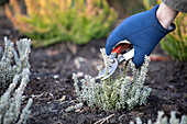 Calluna Vulgaris 'Zilly