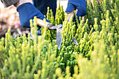 Calluna Vulgaris 'Zipi'