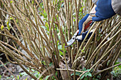 Hydrangea pruning