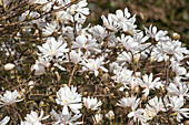 Magnolia stellata 'Royal Star'