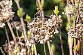 Hydrangea