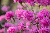 Rhododendron dauricum 'Boskoop Ostara'