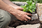 Planting basil