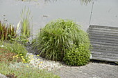 Ornamental grass by the pond