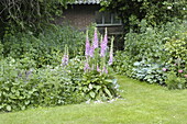 Garden view with foxglove