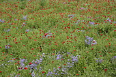 Papaver rhoeas