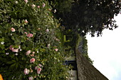 Garden view with house and roses