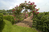 Climbing roses