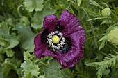 Papaver somniferum