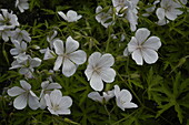 Geranium clarkei 'Kashmir White