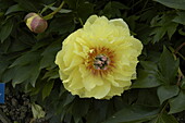 Paeonia x suffruticosa, gelb
