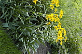 Helenium 'Sonnenbraut'