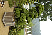 Taxus cuspidata, topiary section