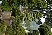 Ilex crenata 'Kinme', topiary section