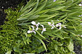 Iris versicolor 'Berlin Versilaev'