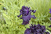Iris x germanica, purple