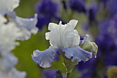 Iris x germanica, blau-weiß