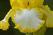 Iris x germanica, yellow-white