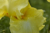 Iris x germanica, gelb